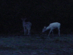 Fallow Bucks