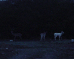 Three Deer