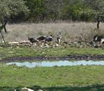 Wild Turkeys