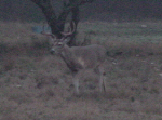 Whitetail Buck